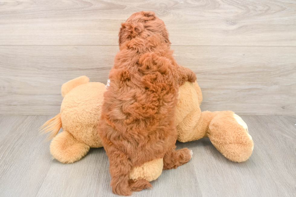 Small Mini Goldendoodle Baby