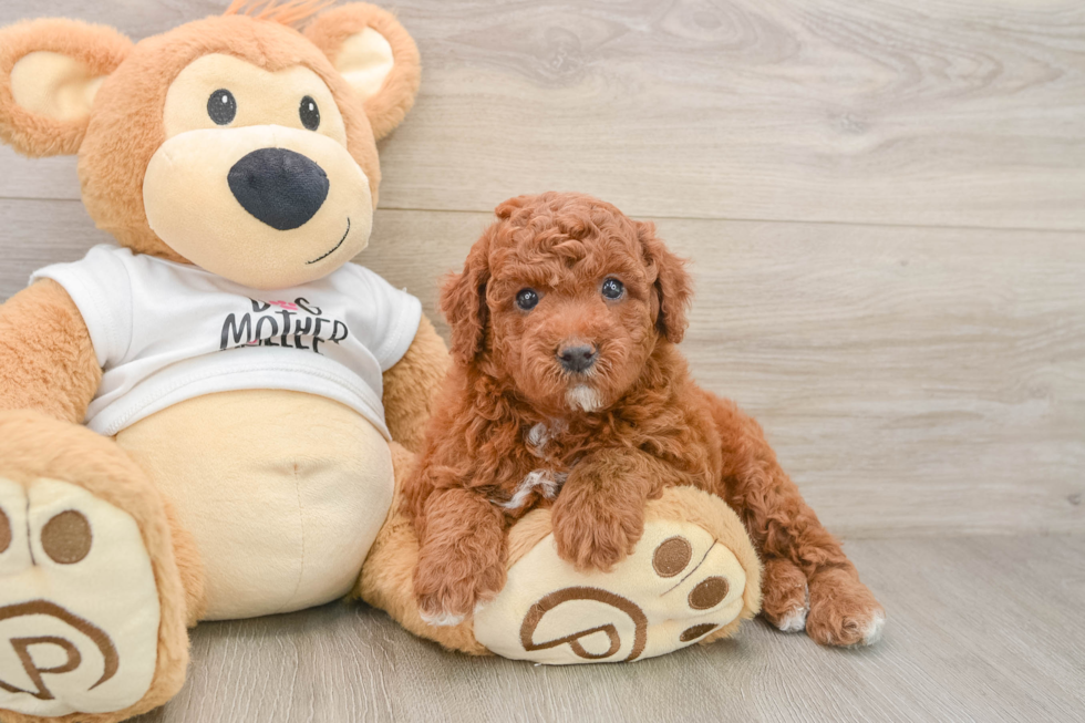 Best Mini Goldendoodle Baby