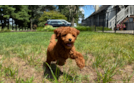 Best Mini Goldendoodle Baby