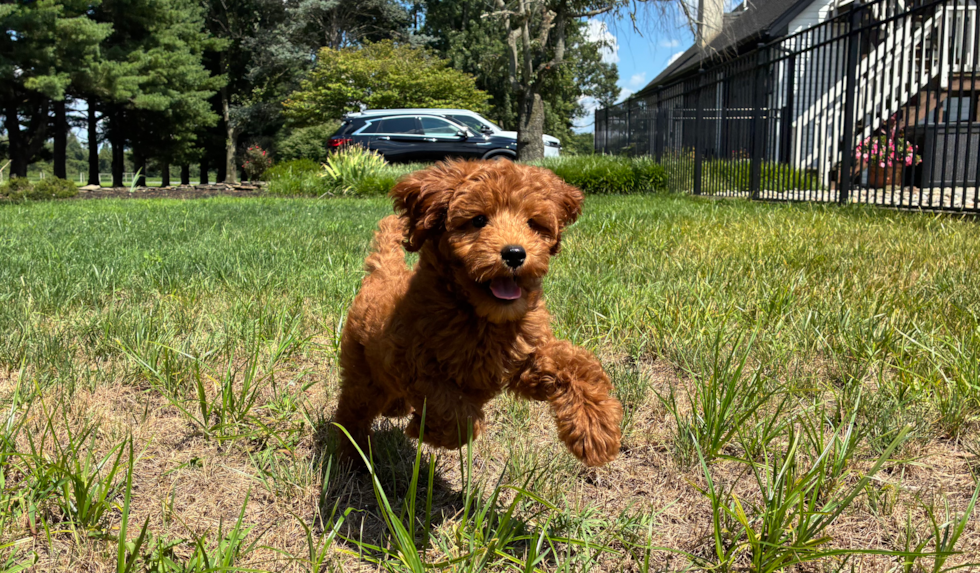 Best Mini Goldendoodle Baby
