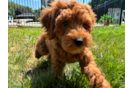 Best Mini Goldendoodle Baby