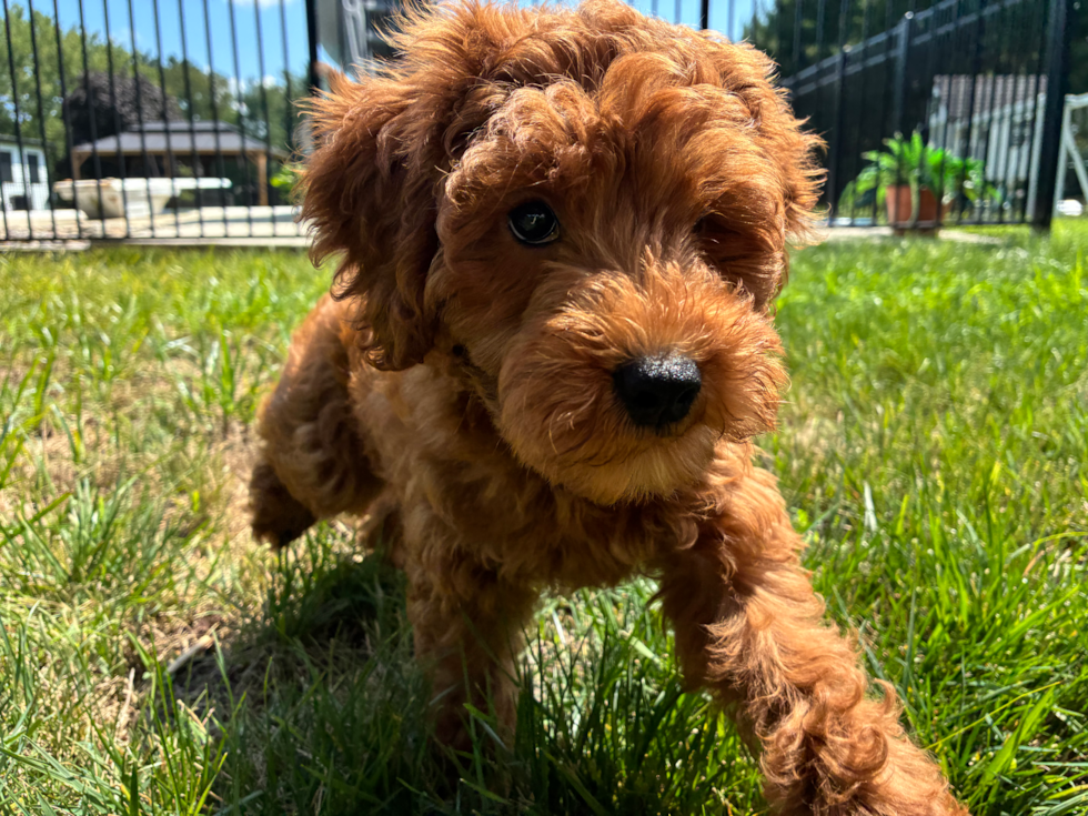 Best Mini Goldendoodle Baby