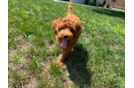Mini Goldendoodle Pup Being Cute