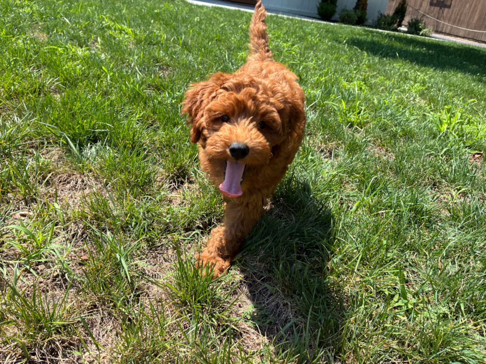 Mini Goldendoodle Pup Being Cute
