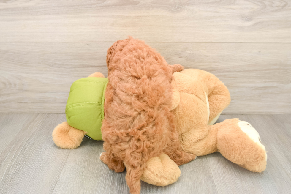 Adorable Golden Retriever Poodle Mix Poodle Mix Puppy
