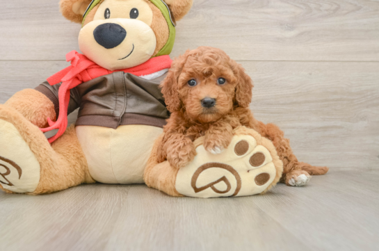 Fluffy Mini Goldendoodle Poodle Mix Pup