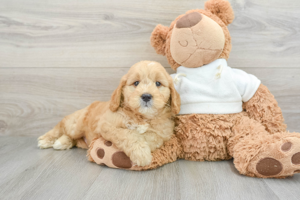 Happy Mini Goldendoodle Baby