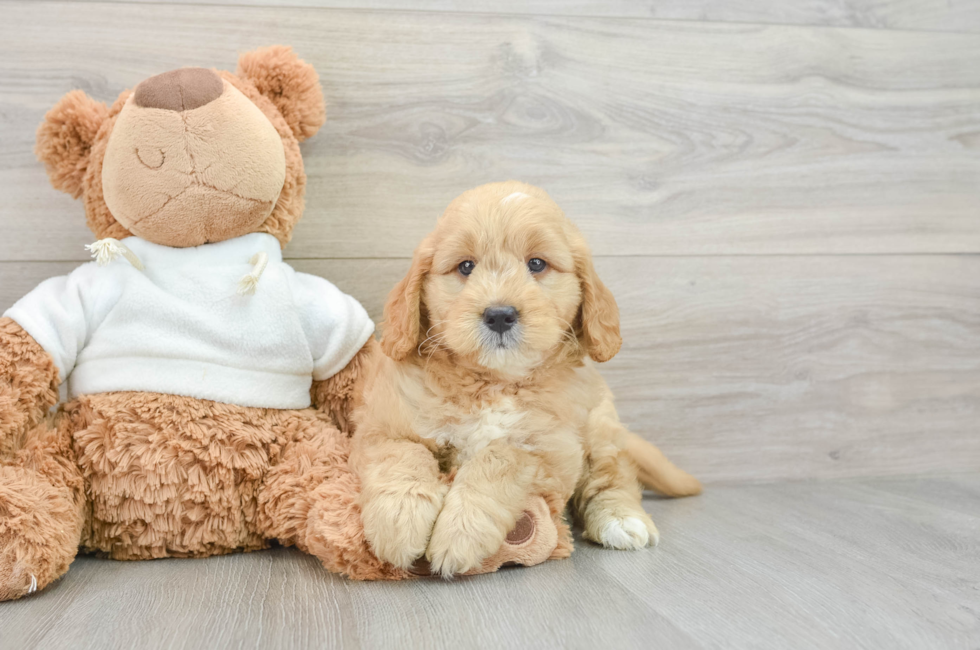 6 week old Mini Goldendoodle Puppy For Sale - Pilesgrove Pups