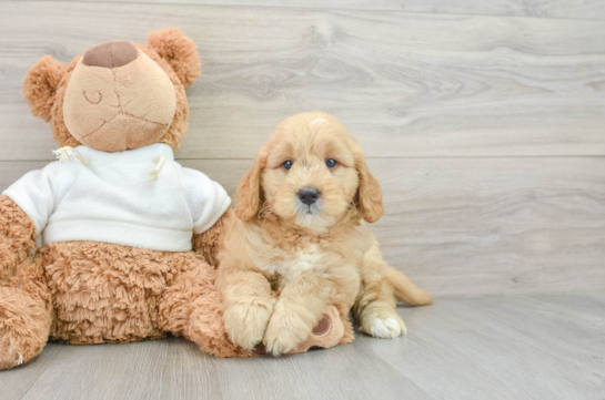 Cute Mini Goldendoodle Baby