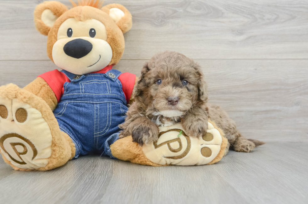 6 week old Mini Goldendoodle Puppy For Sale - Pilesgrove Pups