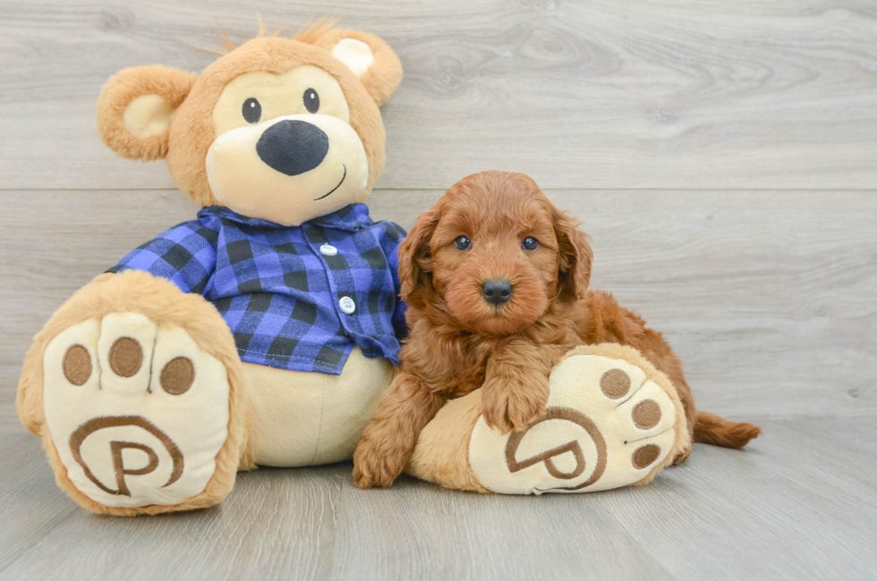 7 week old Mini Goldendoodle Puppy For Sale - Pilesgrove Pups