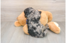 Best Mini Goldendoodle Baby