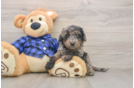 Mini Goldendoodle Pup Being Cute