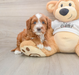 6 week old Mini Goldendoodle Puppy For Sale - Pilesgrove Pups
