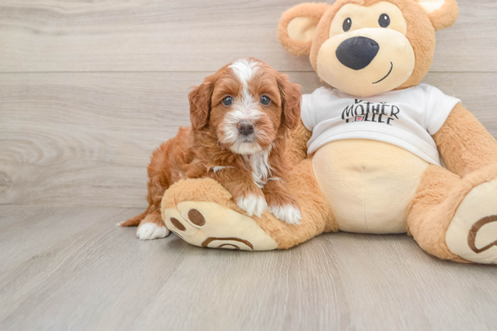 Mini Goldendoodle Pup Being Cute