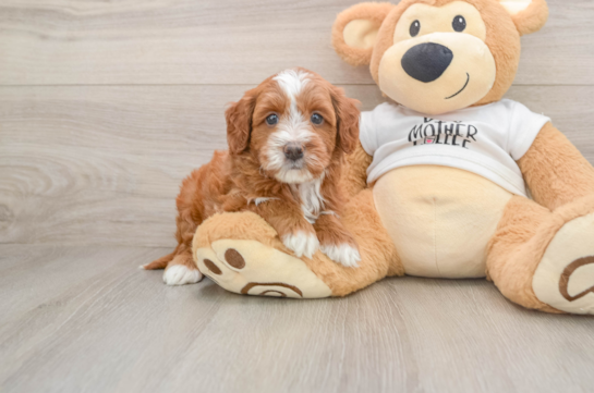 Mini Goldendoodle Pup Being Cute