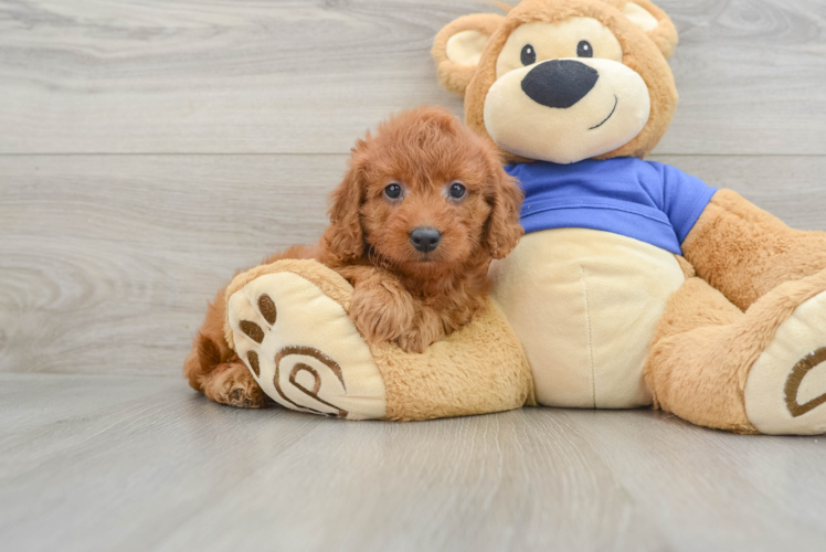 Mini Goldendoodle Puppy for Adoption