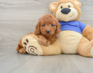 7 week old Mini Goldendoodle Puppy For Sale - Pilesgrove Pups