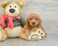 7 week old Mini Goldendoodle Puppy For Sale - Pilesgrove Pups