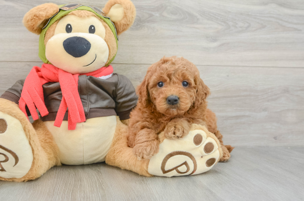 5 week old Mini Goldendoodle Puppy For Sale - Pilesgrove Pups