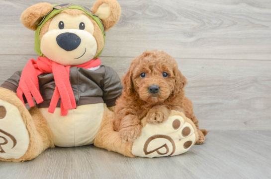 Sweet Mini Goldendoodle Baby