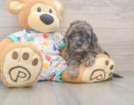 6 week old Mini Goldendoodle Puppy For Sale - Pilesgrove Pups