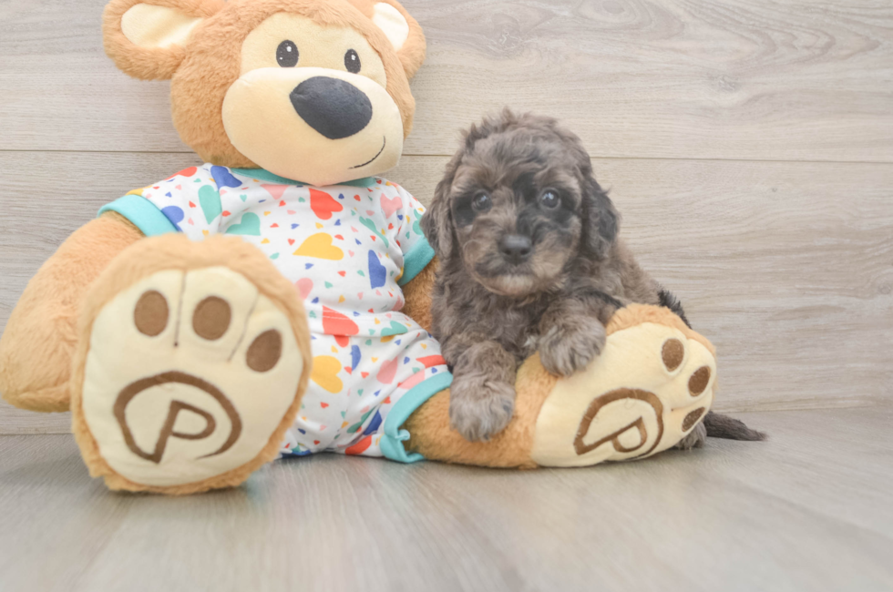 5 week old Mini Goldendoodle Puppy For Sale - Pilesgrove Pups