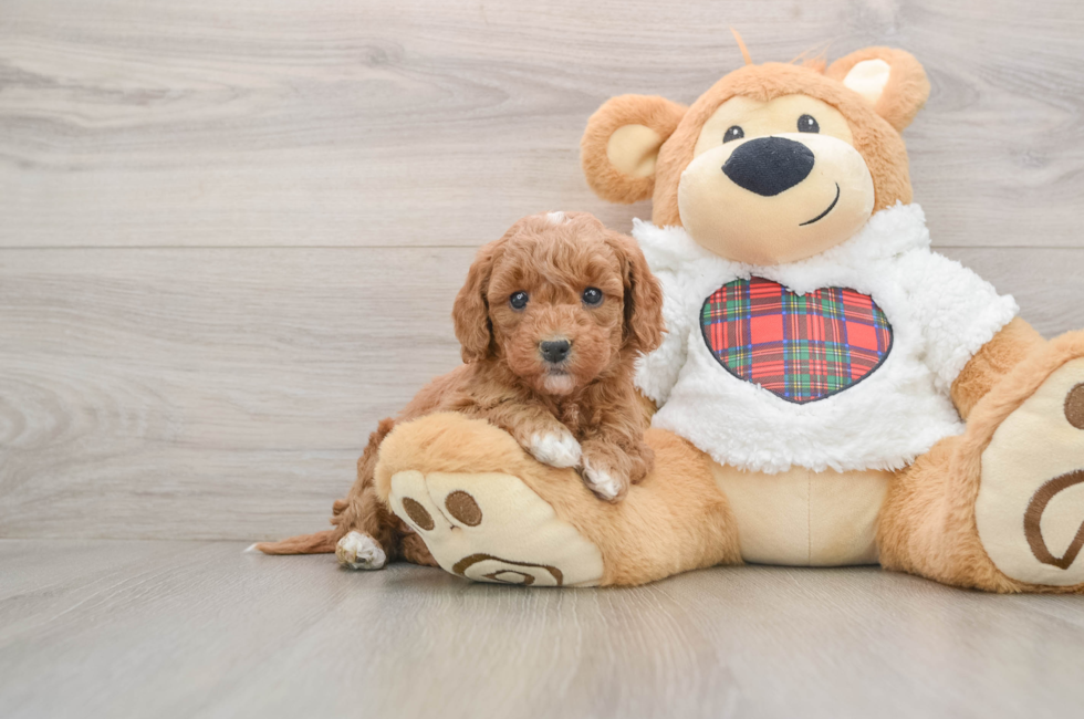 5 week old Mini Goldendoodle Puppy For Sale - Pilesgrove Pups