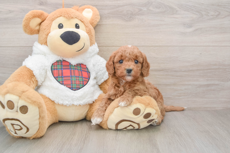 Funny Mini Goldendoodle Poodle Mix Pup