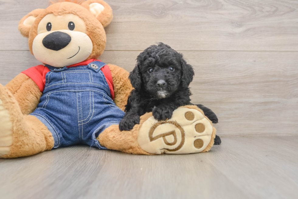 Best Mini Goldendoodle Baby