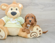 8 week old Mini Goldendoodle Puppy For Sale - Pilesgrove Pups