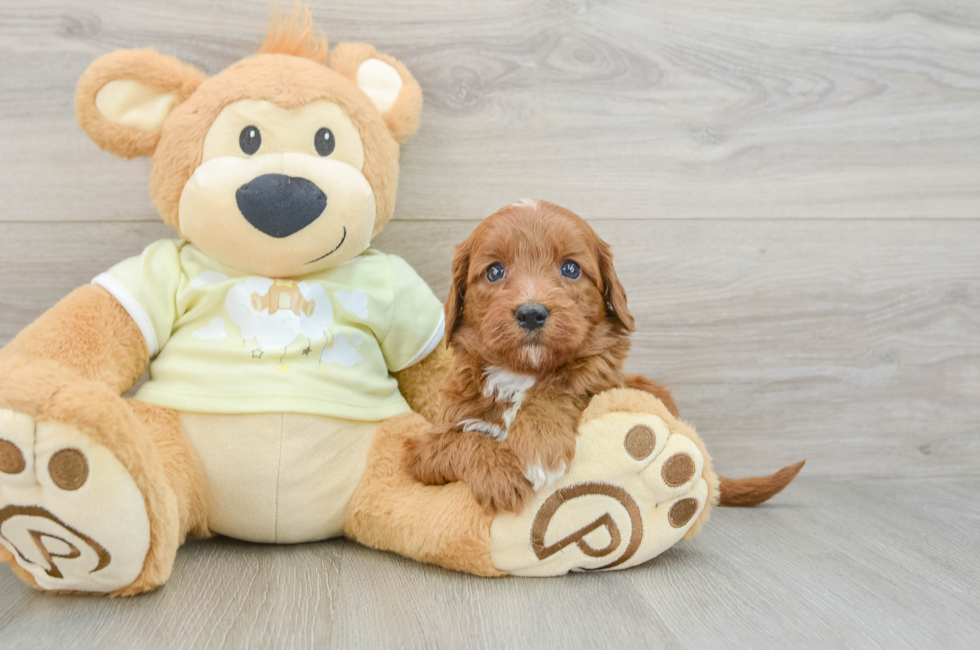 6 week old Mini Goldendoodle Puppy For Sale - Pilesgrove Pups