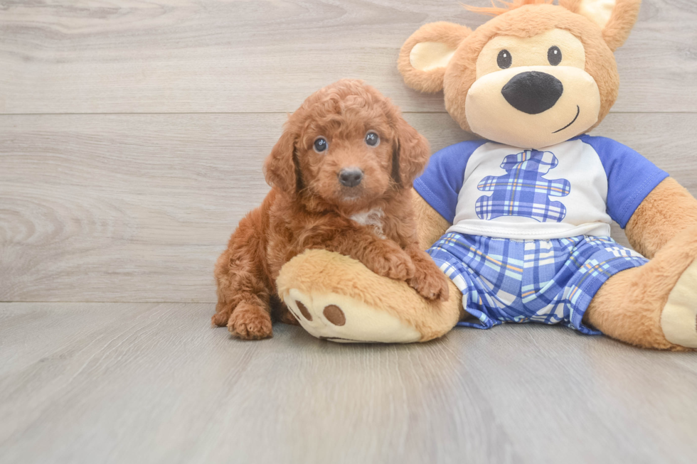 Meet Ego - our Mini Goldendoodle Puppy Photo  2/3 - Pilesgrove Pups Petite Mini Goldendoodle Poodle Mix Pup