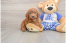 Meet Ego - our Mini Goldendoodle Puppy Photo  2/3 - Pilesgrove Pups Petite Mini Goldendoodle Poodle Mix Pup