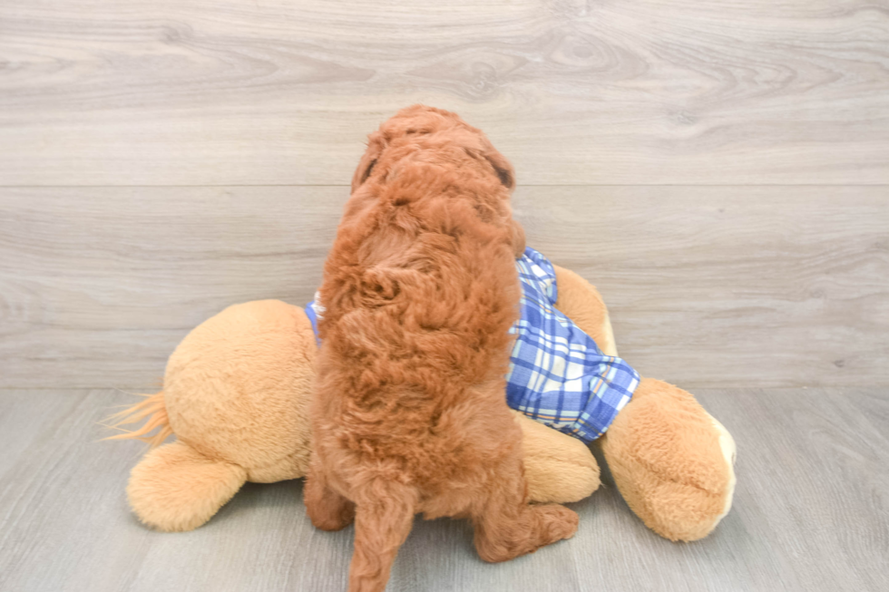 Meet Ego - our Mini Goldendoodle Puppy Photo  3/3 - Pilesgrove Pups Mini Goldendoodle Puppy for Adoption