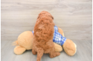 Meet Ego - our Mini Goldendoodle Puppy Photo  3/3 - Pilesgrove Pups Mini Goldendoodle Puppy for Adoption