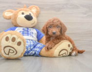 6 week old Mini Goldendoodle Puppy For Sale - Pilesgrove Pups