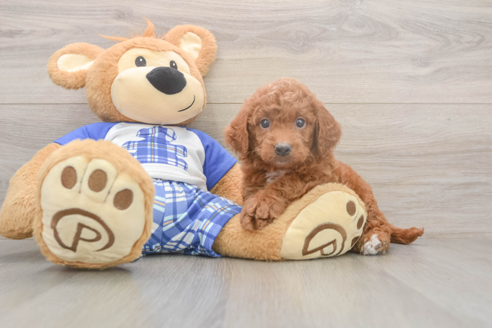 Meet Ego - our Mini Goldendoodle Puppy Photo  1/3 - Pilesgrove Pups Small Mini Goldendoodle Baby