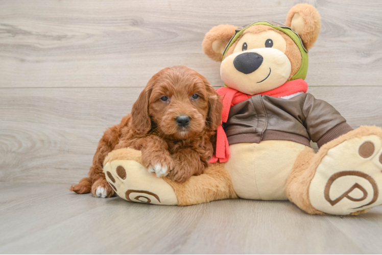 Petite Mini Goldendoodle Poodle Mix Pup