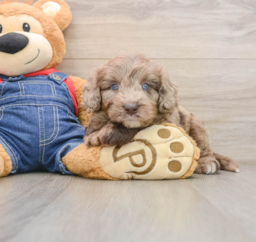 7 week old Mini Goldendoodle Puppy For Sale - Pilesgrove Pups