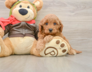7 week old Mini Goldendoodle Puppy For Sale - Pilesgrove Pups