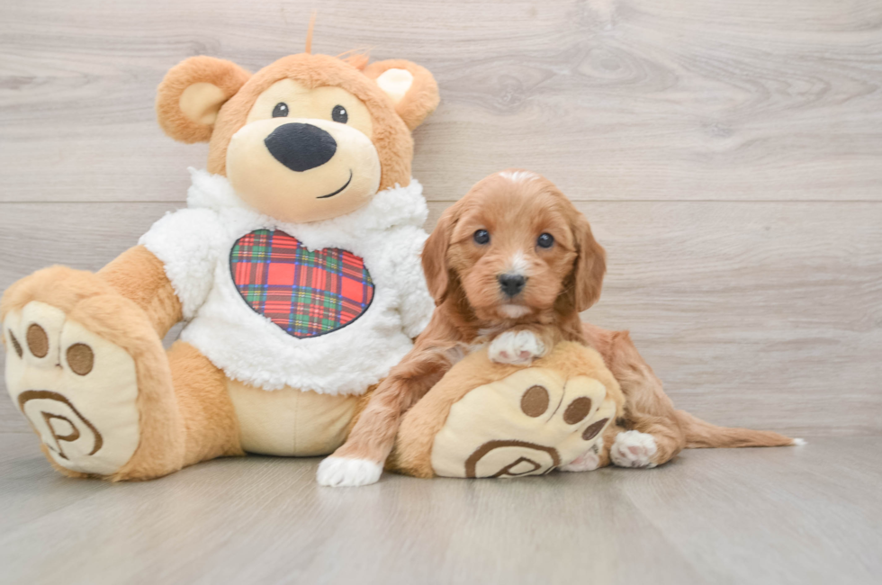 5 week old Mini Goldendoodle Puppy For Sale - Pilesgrove Pups