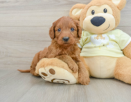 7 week old Mini Goldendoodle Puppy For Sale - Pilesgrove Pups