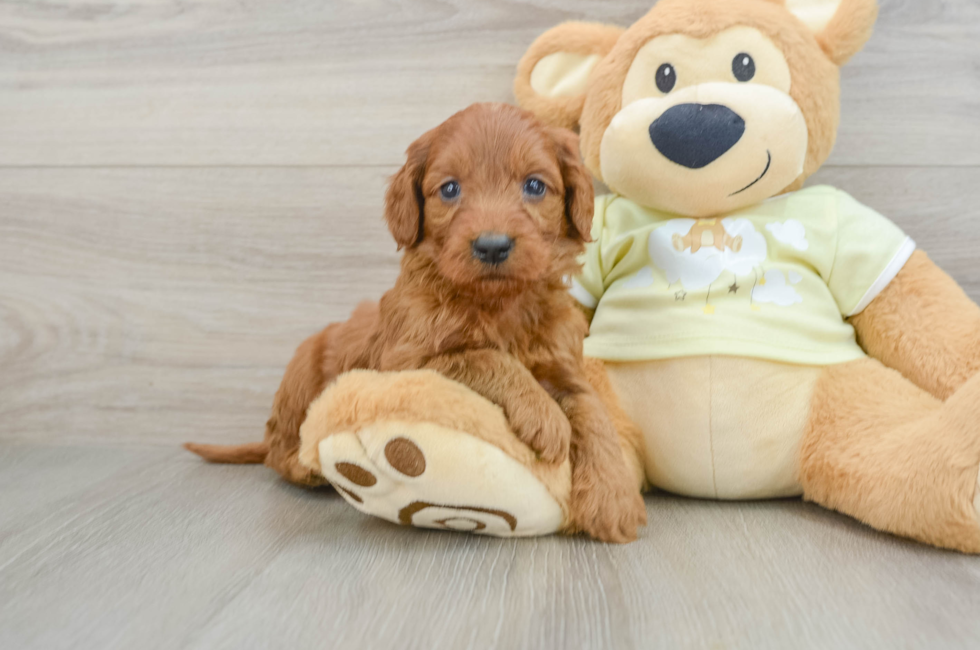 6 week old Mini Goldendoodle Puppy For Sale - Pilesgrove Pups