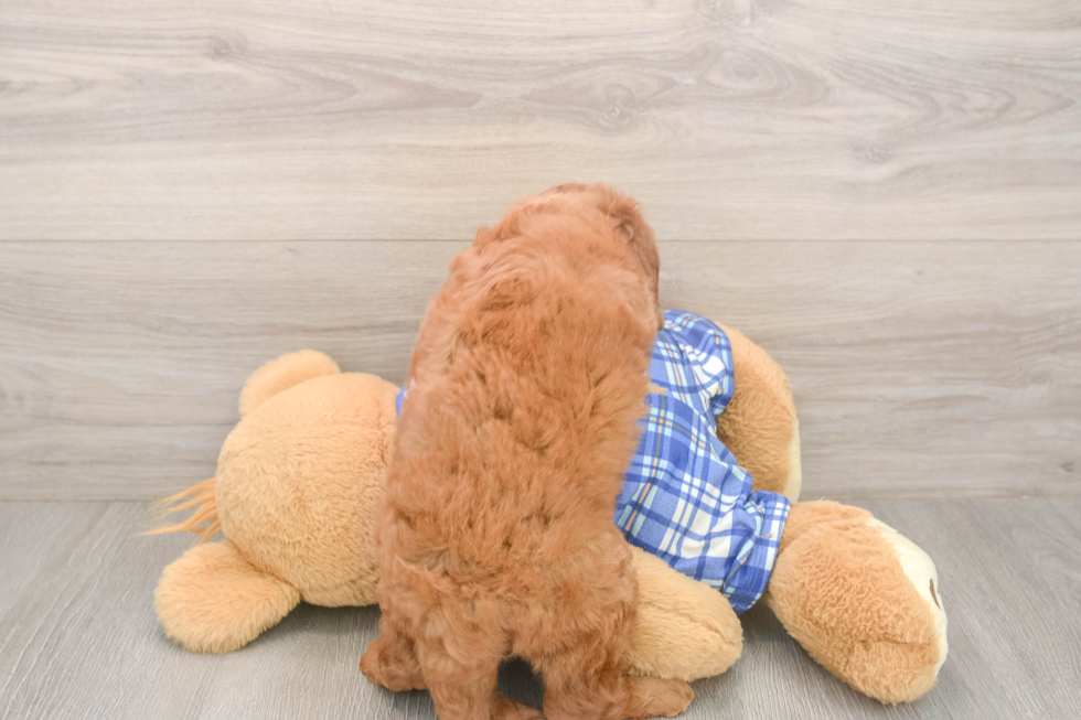 Cute Mini Goldendoodle Baby