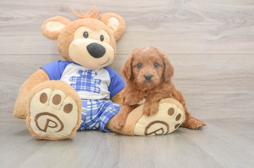 5 week old Mini Goldendoodle Puppy For Sale - Pilesgrove Pups