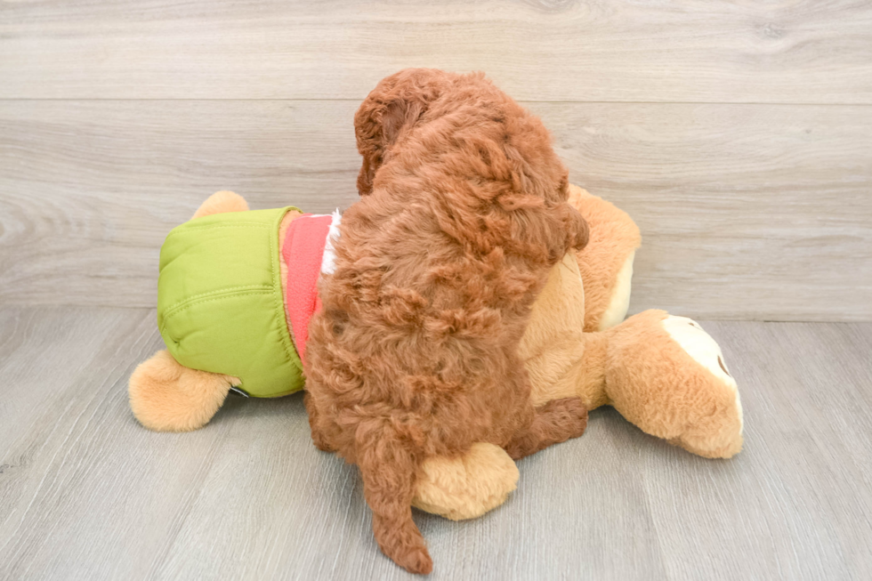 Happy Mini Goldendoodle Baby