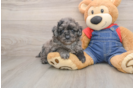 Happy Mini Goldendoodle Baby
