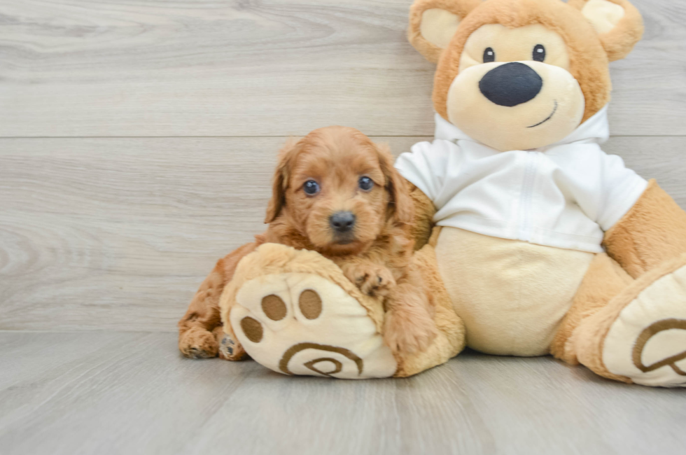 7 week old Mini Goldendoodle Puppy For Sale - Pilesgrove Pups