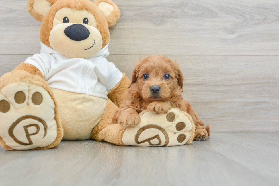 Mini Goldendoodle Pup Being Cute